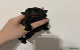 Pug dogs for sale: Pug puppies for sale  - Image 4