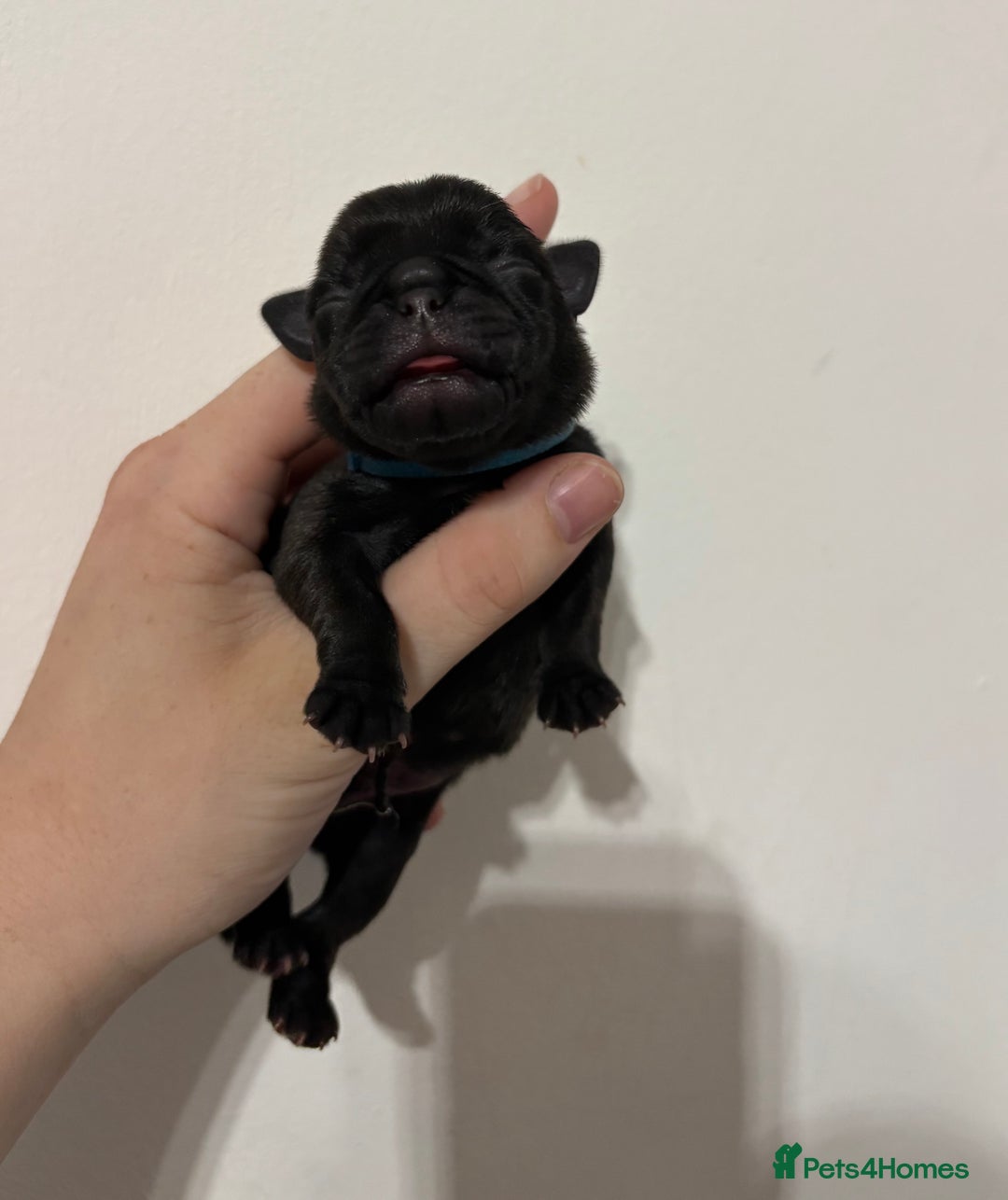 Pug dogs for sale: Pug puppies for sale  - Image 4