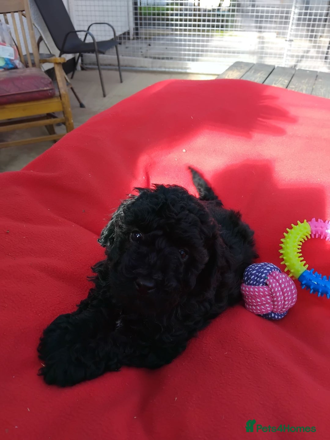 Poochon dogs for sale: POOCHON PUPPIES IN NORTHERN IRELAND - Image 3