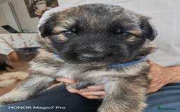 German Shepherd dogs for sale: German Shepherd puppies - Image 3