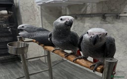 Parrots birds for sale: Tamed African Grey Parrots Available For Sale - Image 1