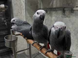 Parrots birds - Advert 1