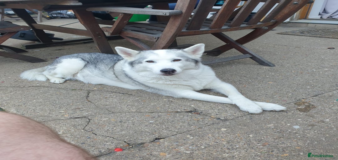 Gallery Image {{count}}