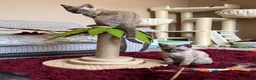 Bengal cats for sale: Seal Solid Silver Mink Bengals ❤️ - Advert 9