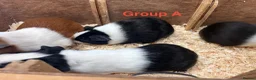 Guinea Pig rodents for sale: Young Male / Boar Dutch Guinea pigs - Advert 9