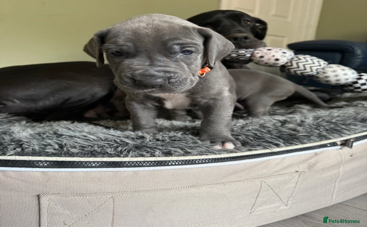 Great Dane dogs - Advert 2