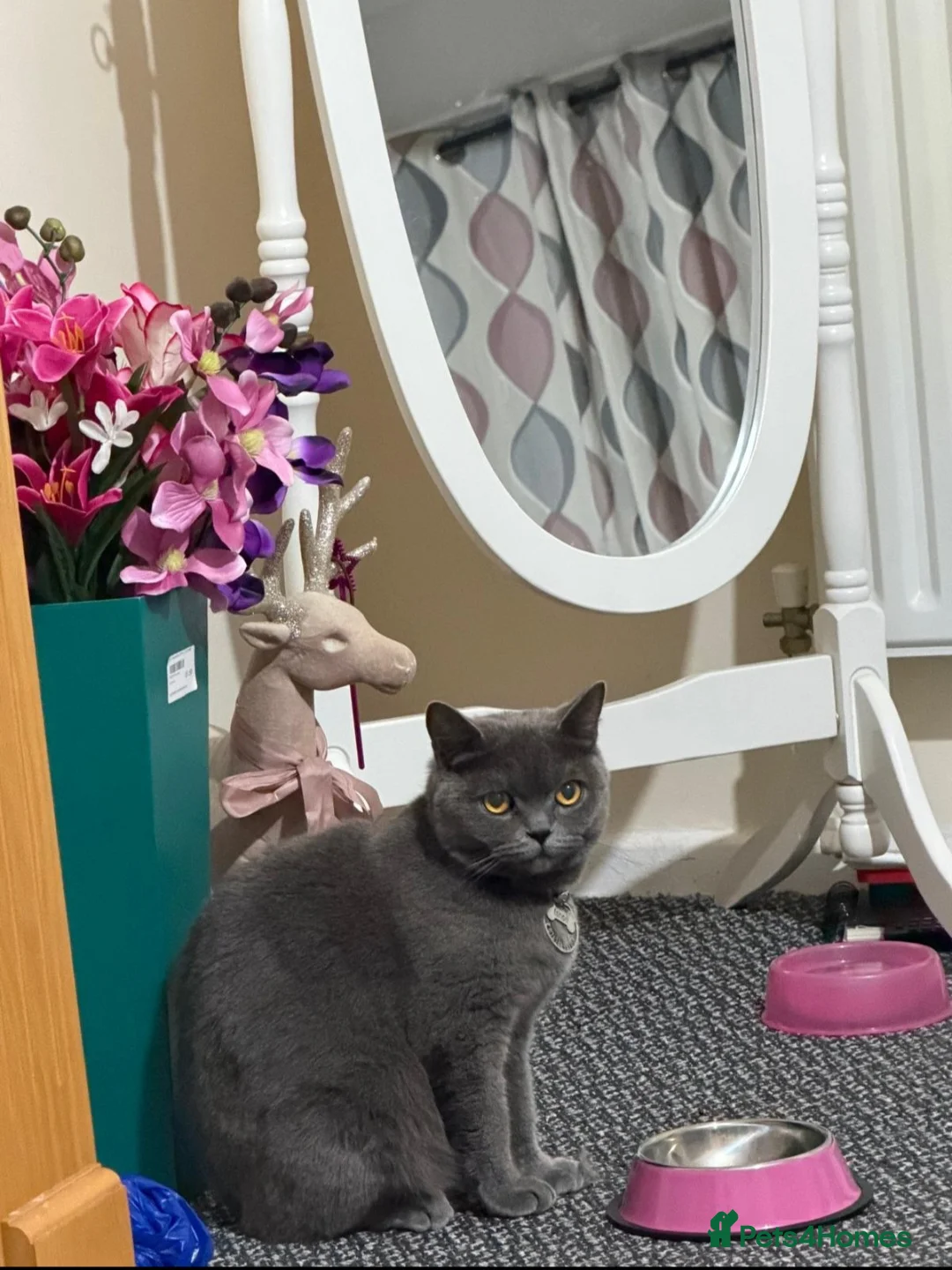 British Shorthair cats for sale: British shorthair cat  - Advert 1