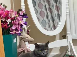 British Shorthair cats British shorthair cat - Advert 1