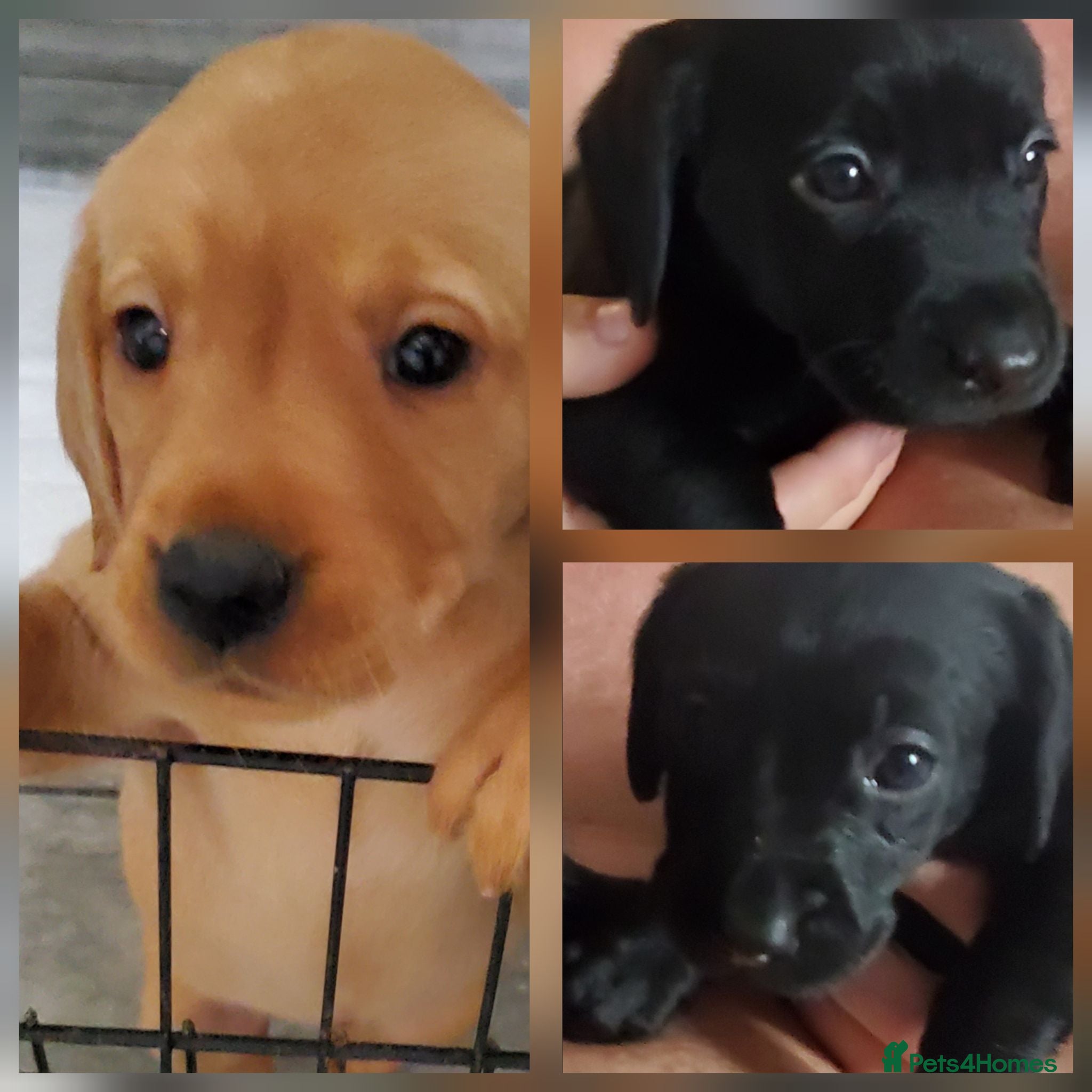 Labrador Retriever dogs 12 beautiful labrador puppies  - Advert 10