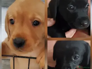 Labrador Retriever dogs 12 beautiful labrador puppies - Advert 10