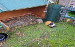 Guinea Pig rodents for sale: 2 male guinea pigs - Image 2