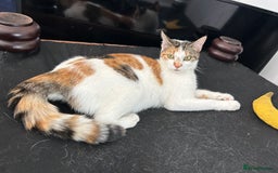 Domestic Shorthair cats for sale: Kittens for sale  - Image 16
