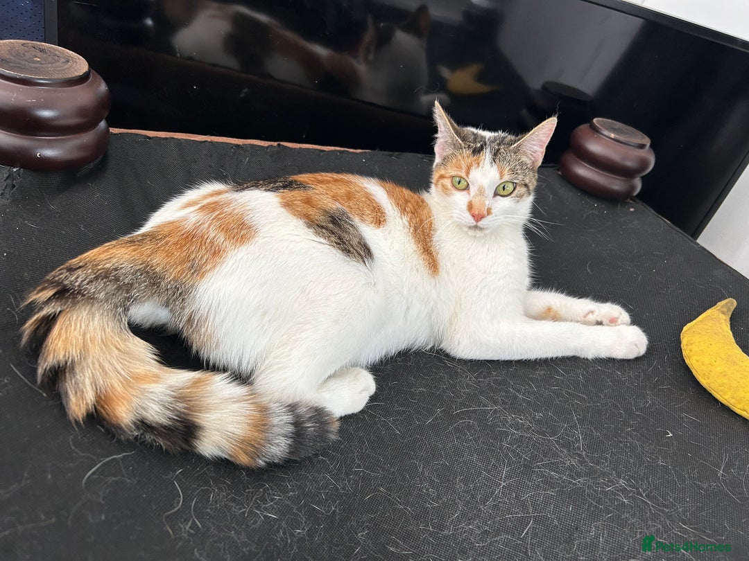 Domestic Shorthair cats for sale: Kittens for sale  - Image 16