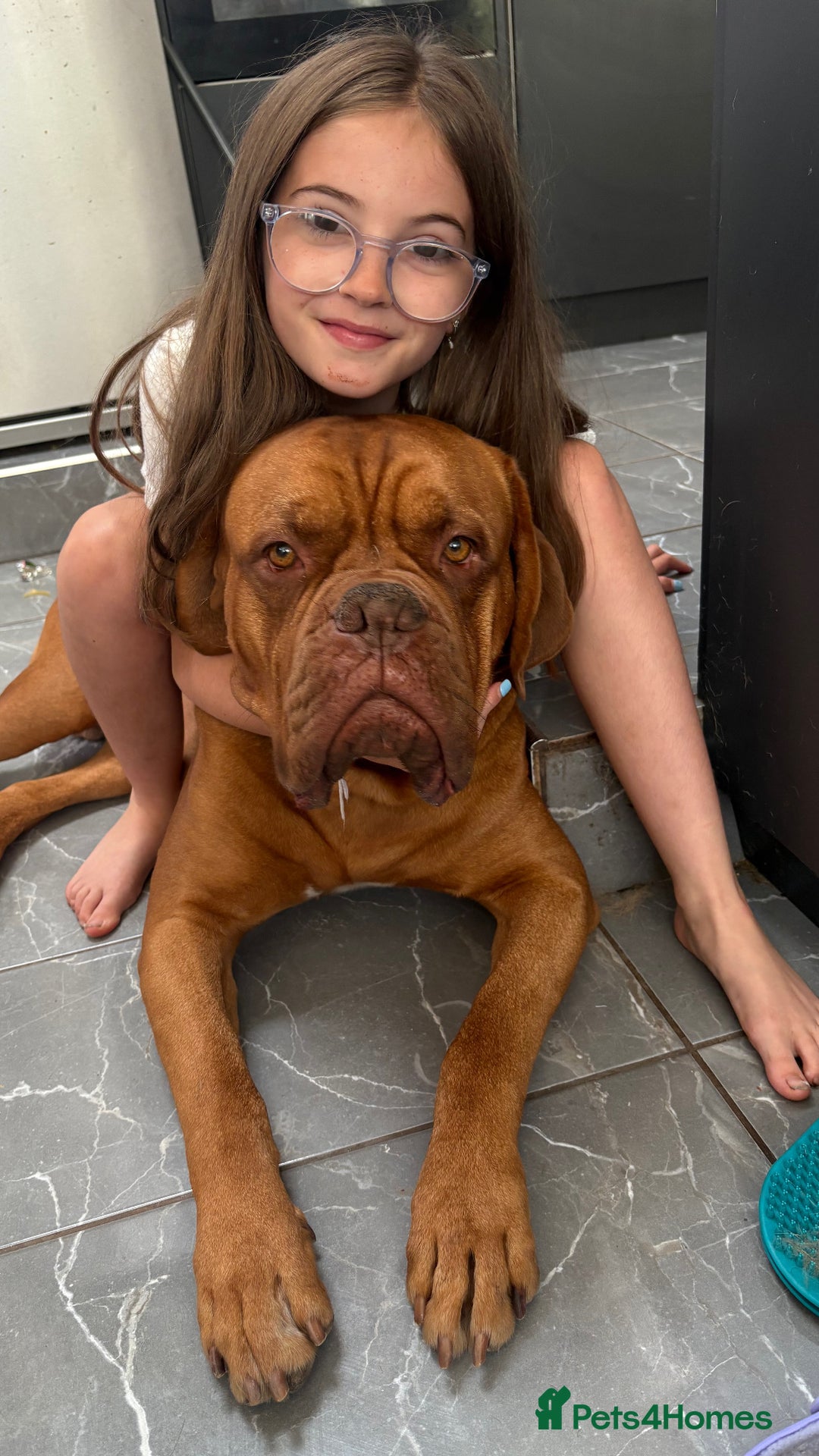 Dogue De Bordeaux dogs for stud: Full pedigree dogue de bourdeaux Stud  Available  - Advert 2
