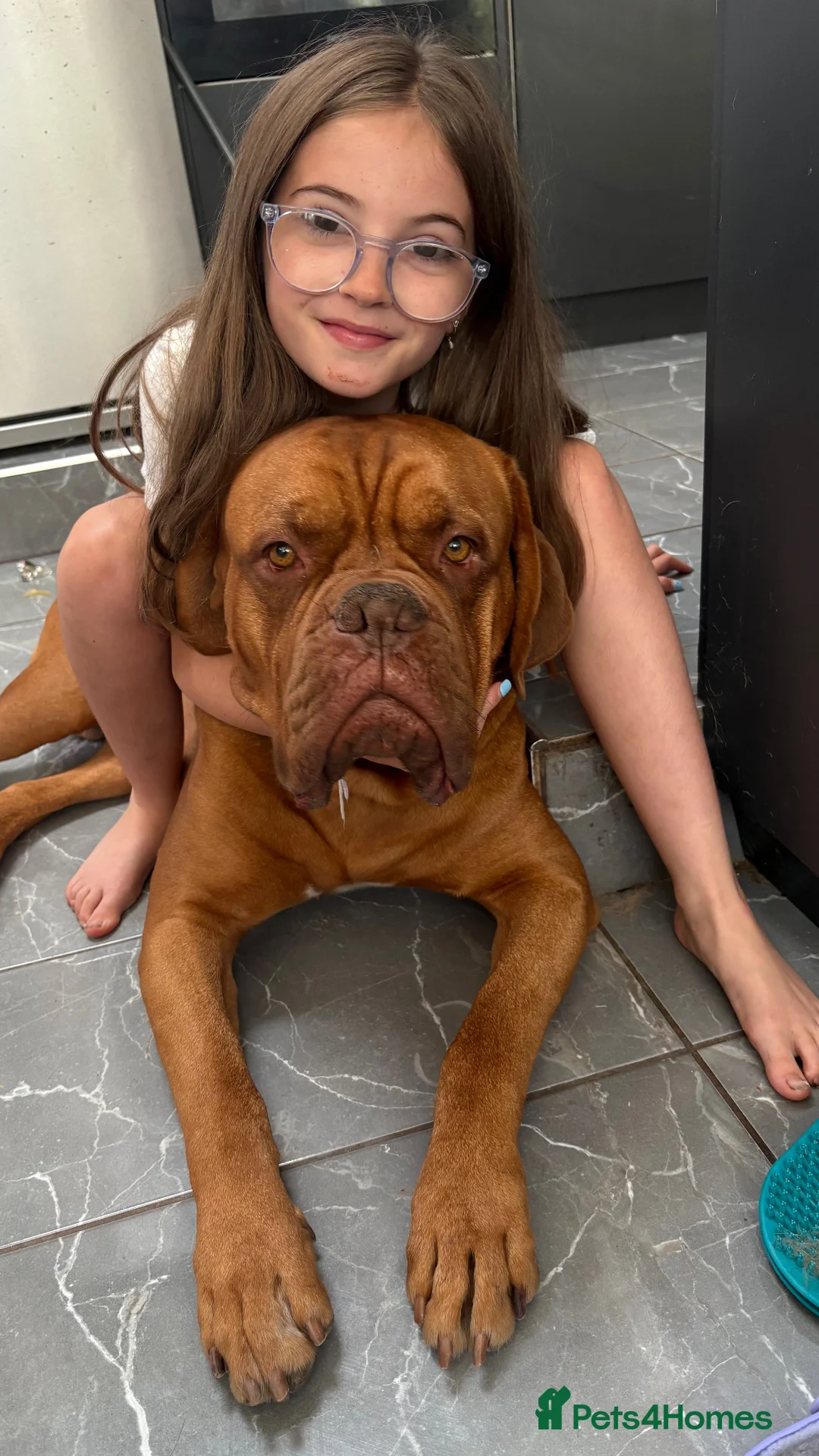 Dogue De Bordeaux dogs for stud: Full pedigree Proven dogue de bordeux Stud   - Advert 13