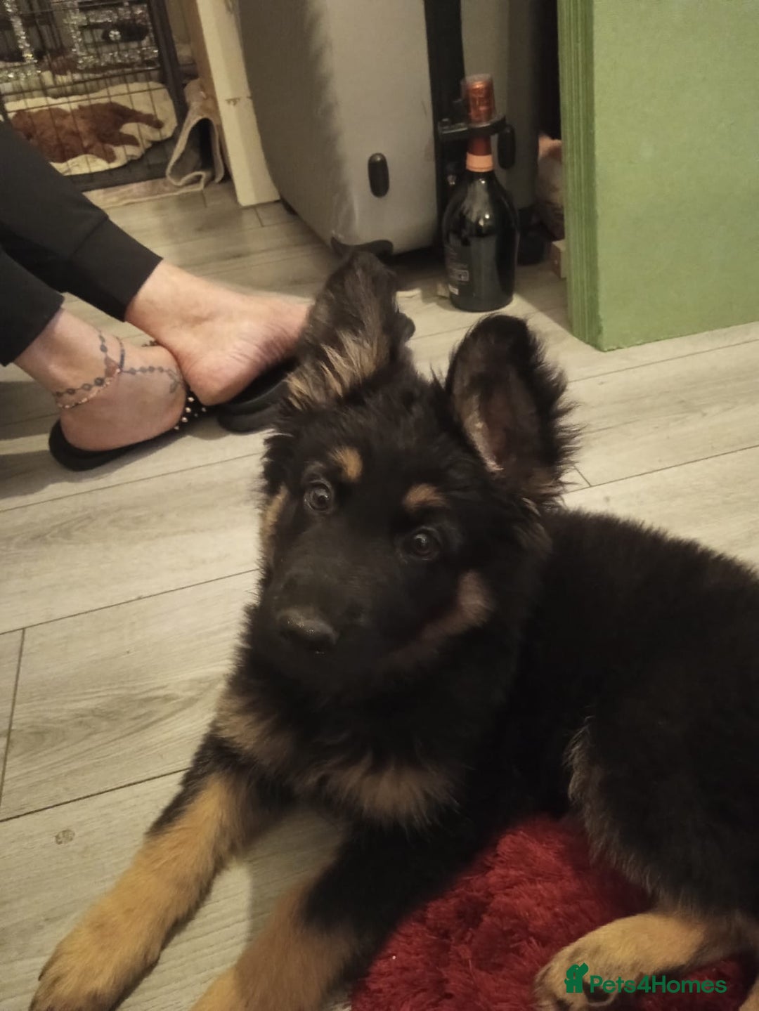 German Shepherd dogs for sale: 2 beautiful German shepherd puppies  - Image 3