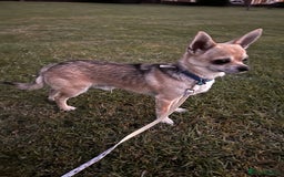 Chihuahua dogs for sale: boy 8 mont - Image 3