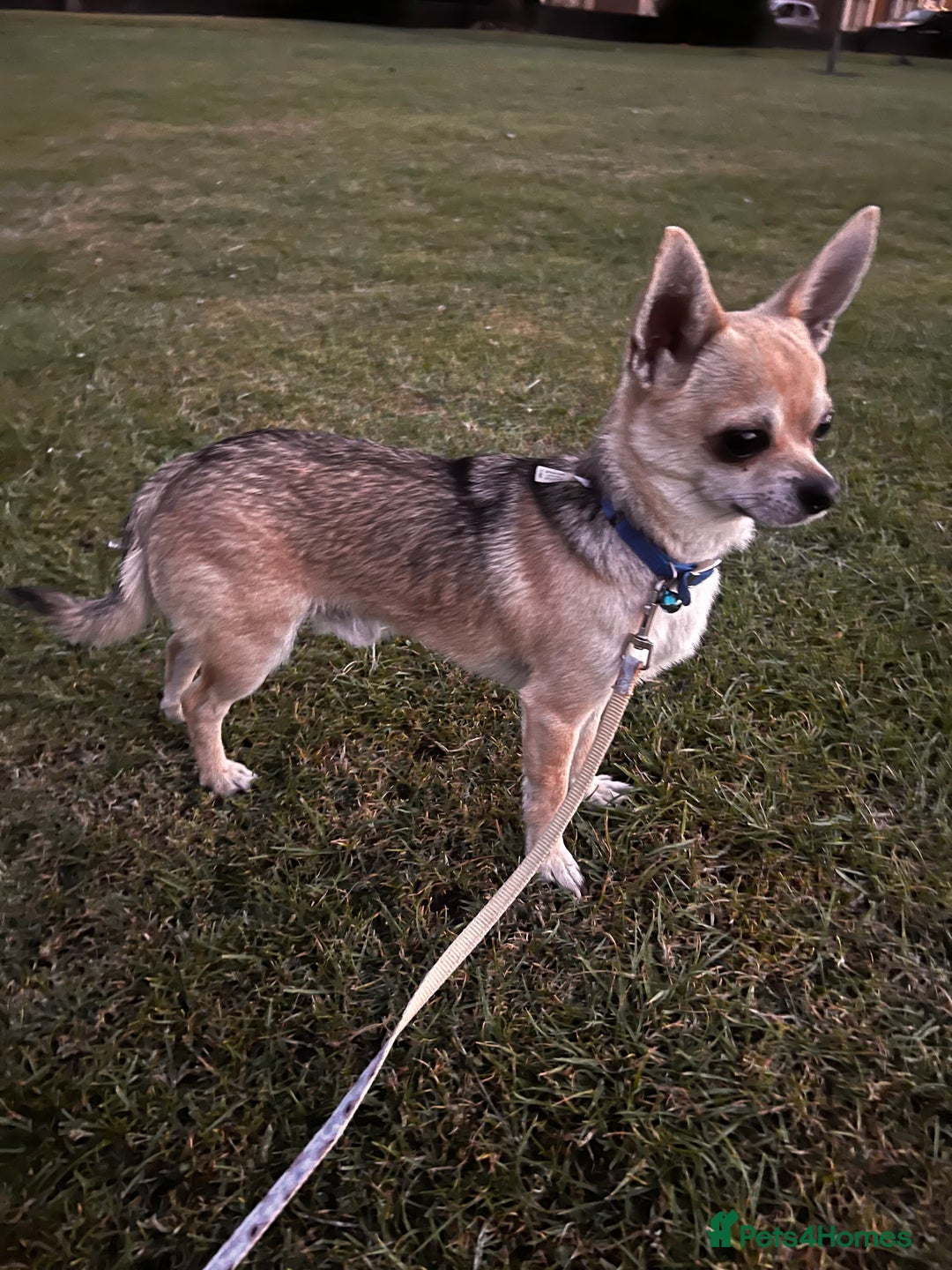 Chihuahua dogs for sale: boy 8 mont - Image 3
