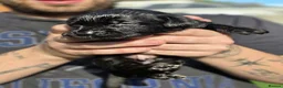 Labrador Retriever dogs for sale: Labrador  - Advert 8