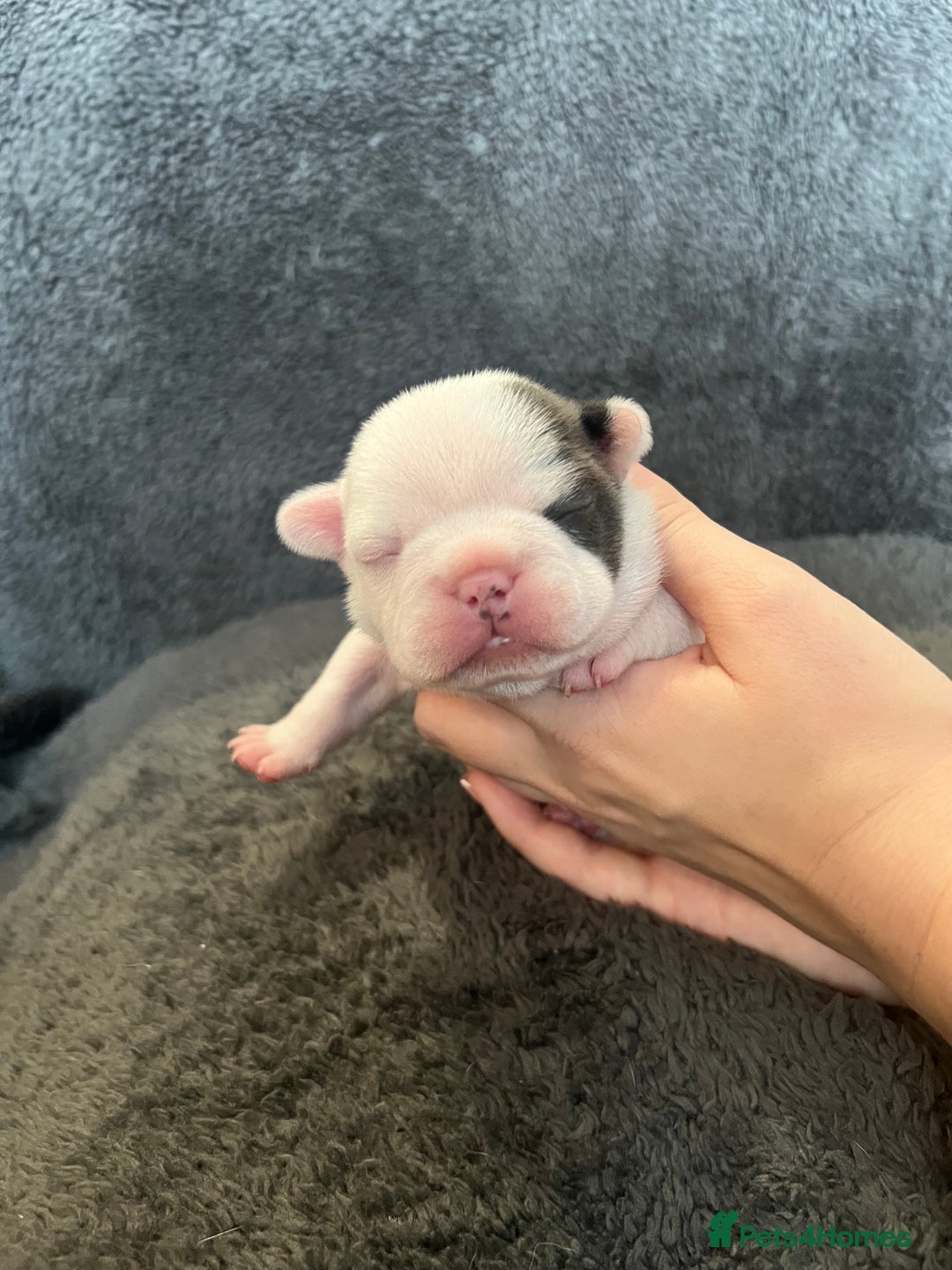 French Bulldog dogs for sale: Kc registered french bulldog puppies available 🐶 - Image 5