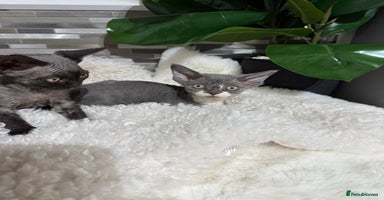 Devon Rex cats - Advert 4