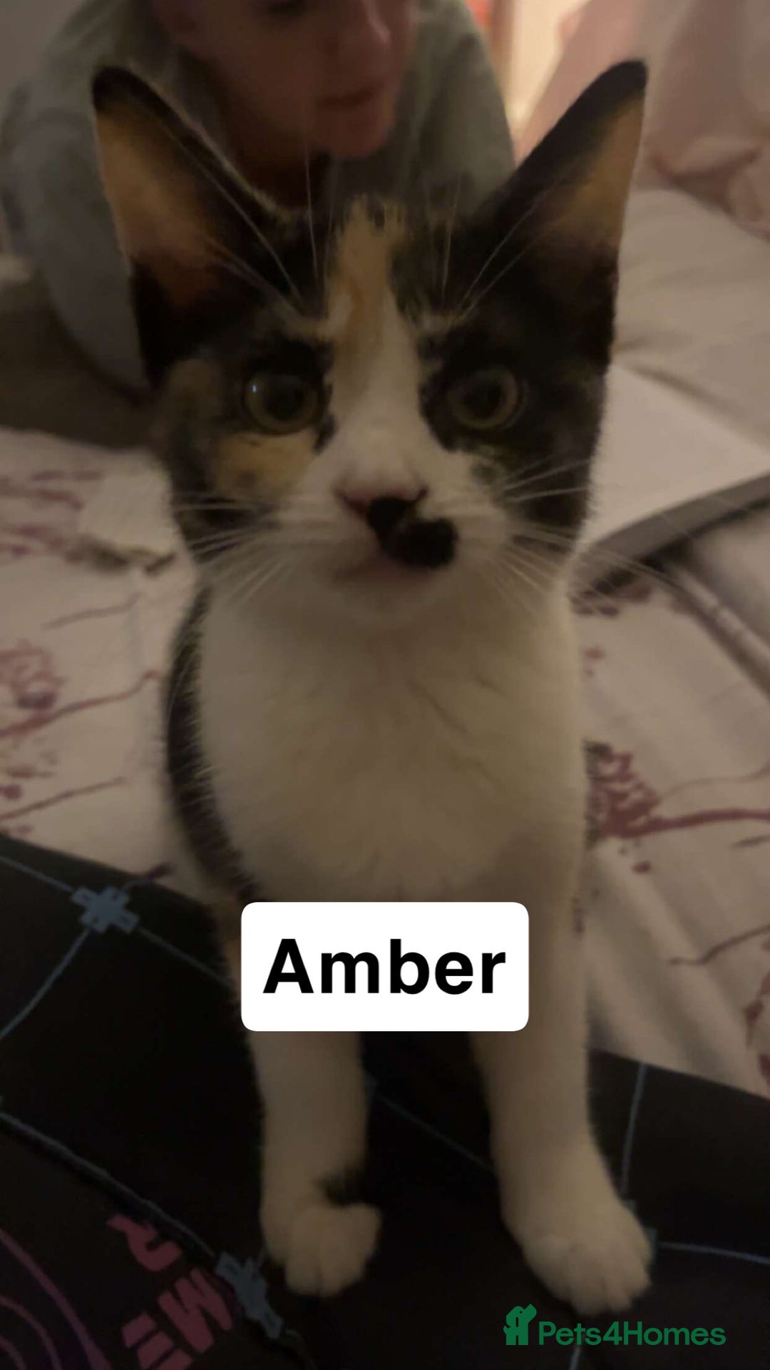 British Shorthair cats for sale: 2 cats for sale  - Advert 3