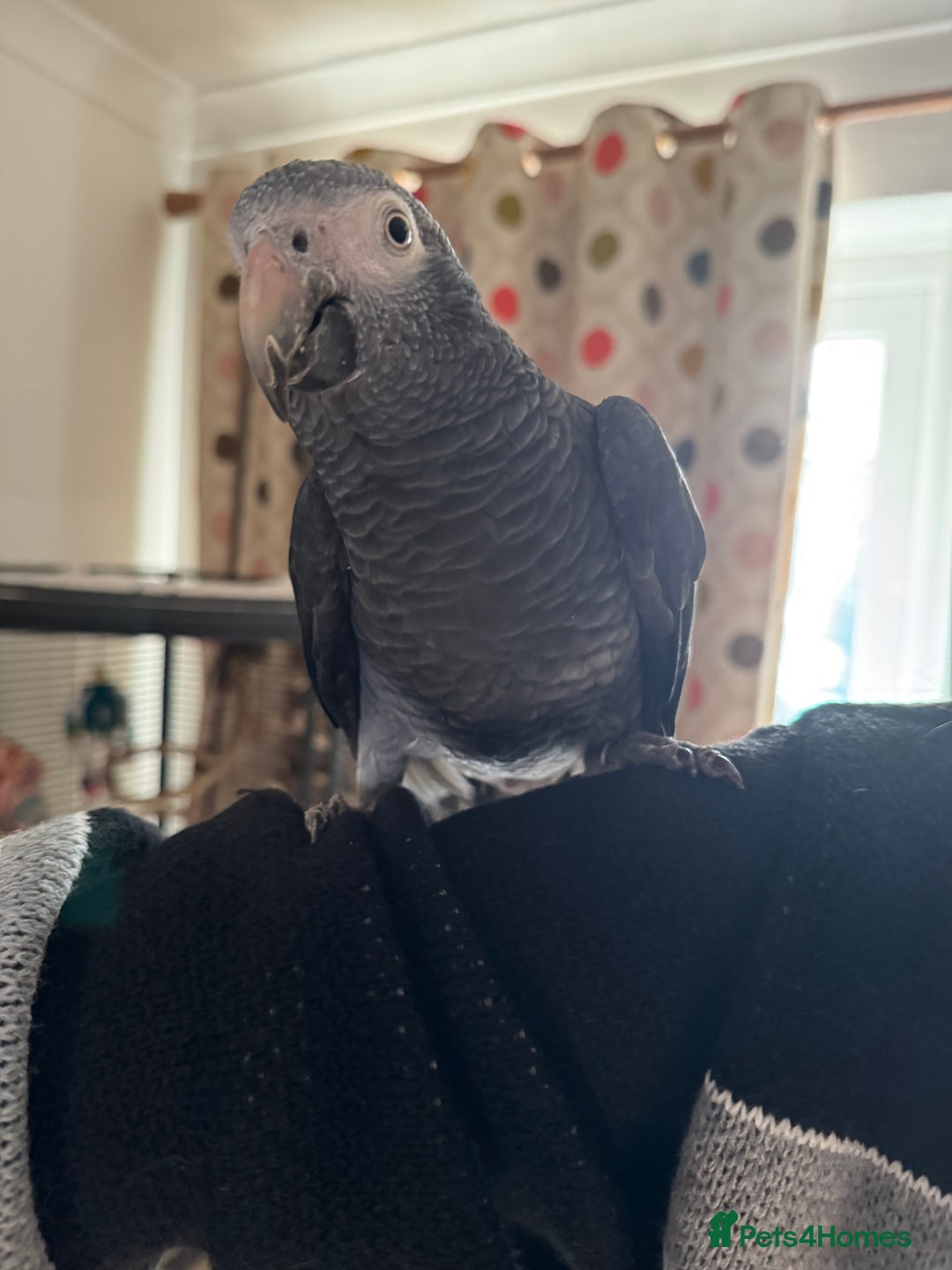 Parrots birds for sale: Timneh parrot male  - Image 3