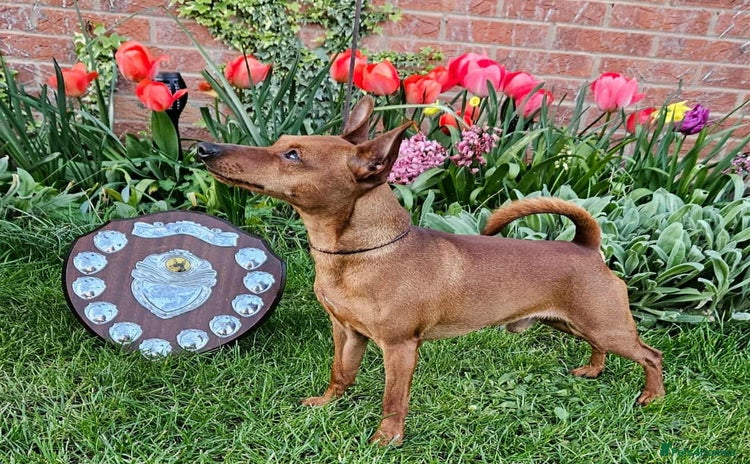 Miniature Pinscher dogs - Advert 1