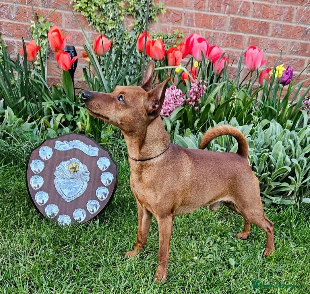 Miniature Pinscher dogs for sale: LAST PUPPY - LADYLUCKPINS KC MIN PINS - Advert 26