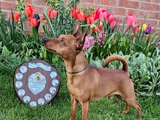 Miniature Pinscher dogs - Advert 1