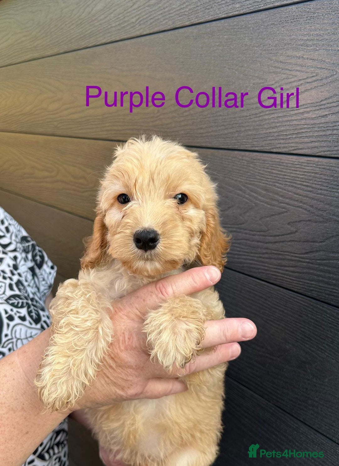 Cockapoo dogs for sale: F1 cockapoo puppies *ready to leave* - Image 4