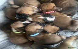 Boxer dogs for sale: Gorgeous litter of red and white boxers.  - Image 22