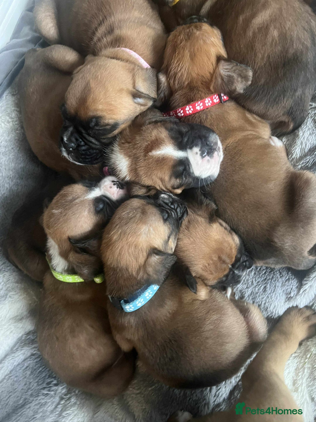 Boxer dogs for sale: Gorgeous litter of red and white boxers.  - Image 22