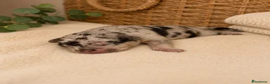 Mixed Breed 1
