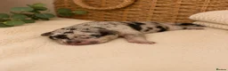 Mixed Breed dogs for sale: FrenchieXPocketBully Pups - Advert 4