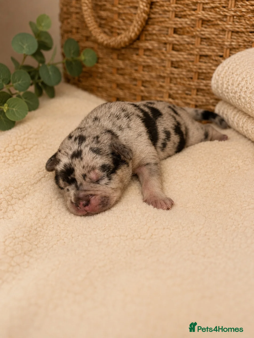 Mixed Breed dogs for sale: FrenchieXPocketBully Pups - Advert 1