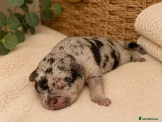 Mixed Breed dogs FrenchieXPocketBully Pups - Advert 9