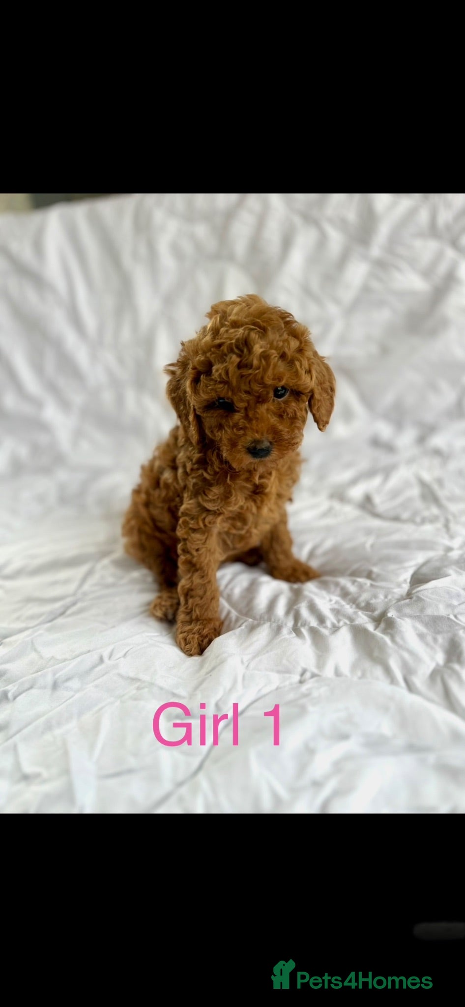 Cavapoo dogs Stunning red Cavapoo pups  - Advert 2