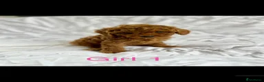 Cavapoo 3
