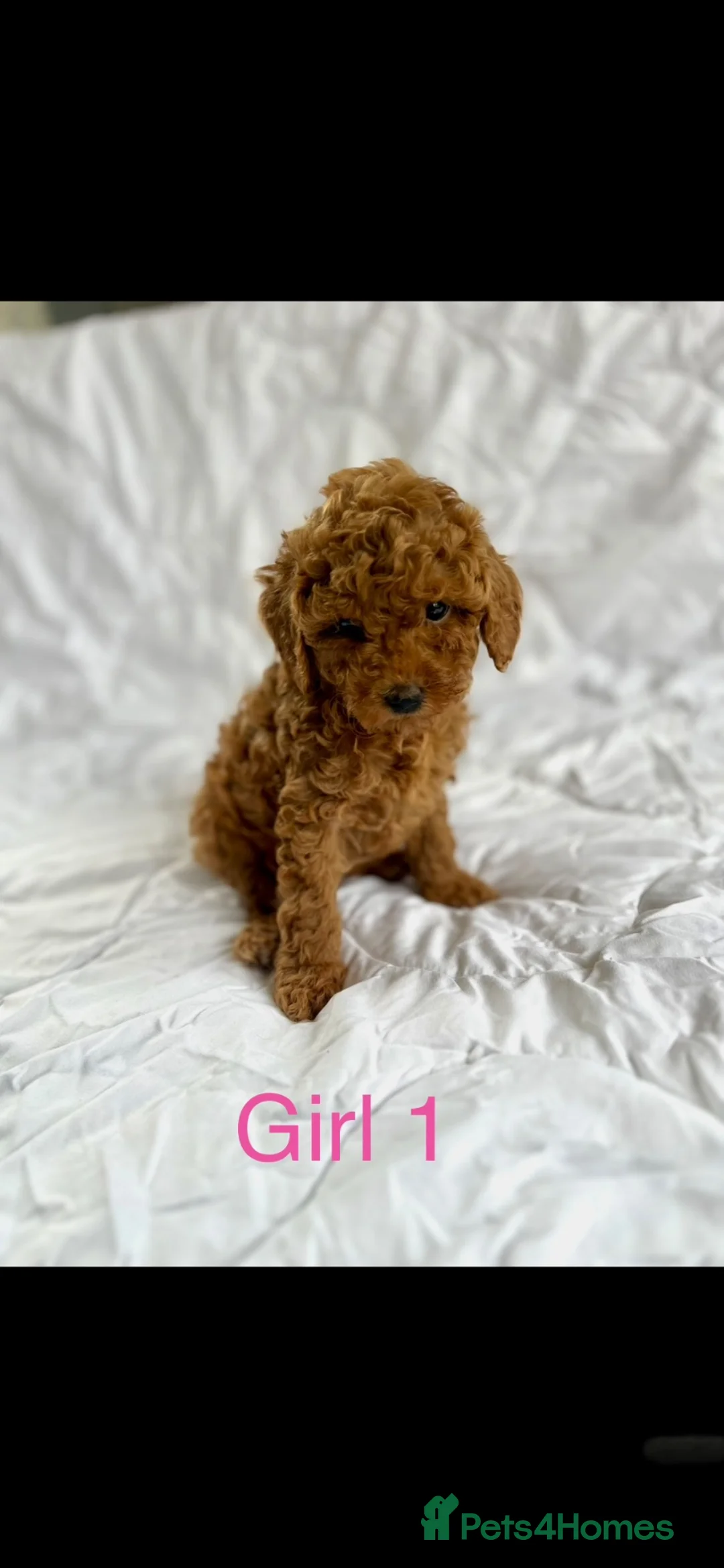 Cavapoo dogs for sale: Stunning red Cavapoo pups  - Advert 2