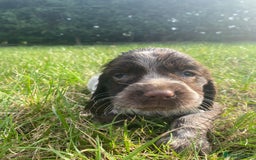 Sprocker dogs for sale:  Sprocker pups - Image 4