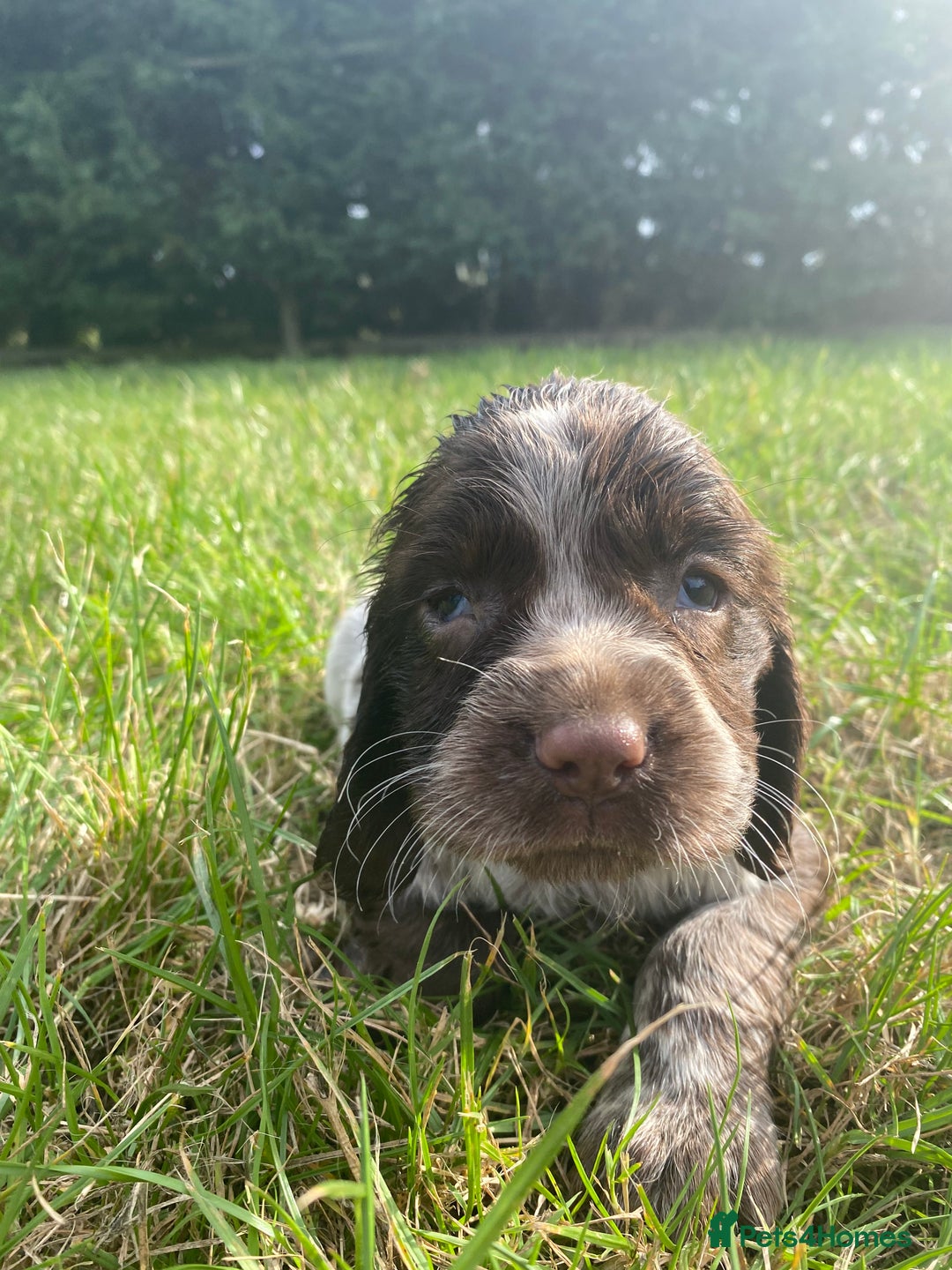Sprocker dogs for sale:  Sprocker pups - Image 4