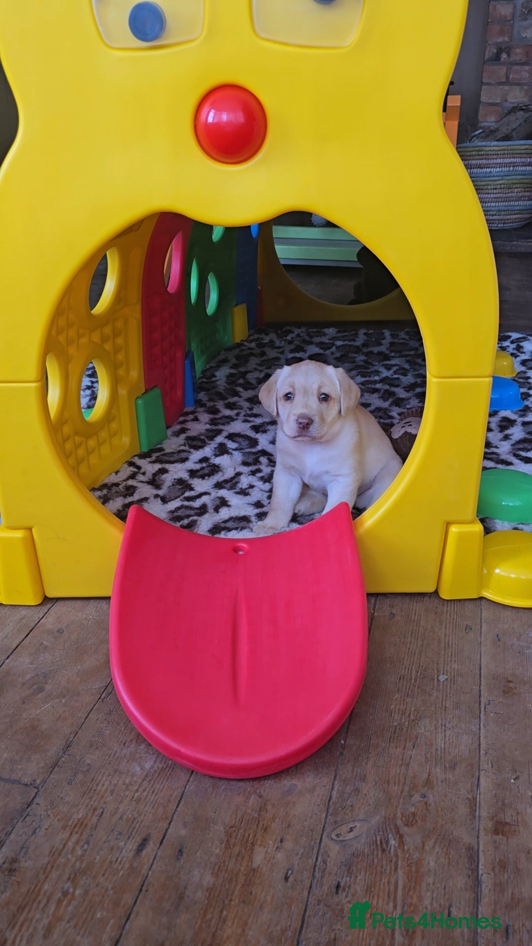Labrador Retriever dogs Chunky Labrador Puppies Chocolate / Yellow - Advert 1