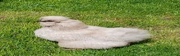 Chickens poultry for sale: Silkie hens - Advert 6