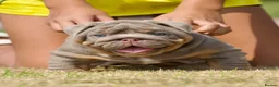 English Bulldog dogs for sale: EPIC BULLYZ PUPS - Advert 1