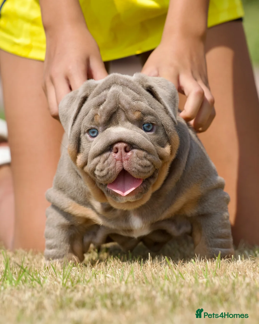 English Bulldog dogs for sale: EPIC BULLYZ PUPS - Advert 1