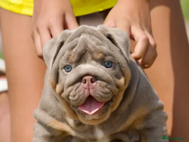 English Bulldog dogs EPIC BULLYZ PUPS - Advert 1