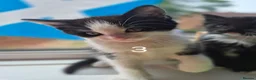 British Longhair cats for sale: Litter of 6 kittens - Advert 27