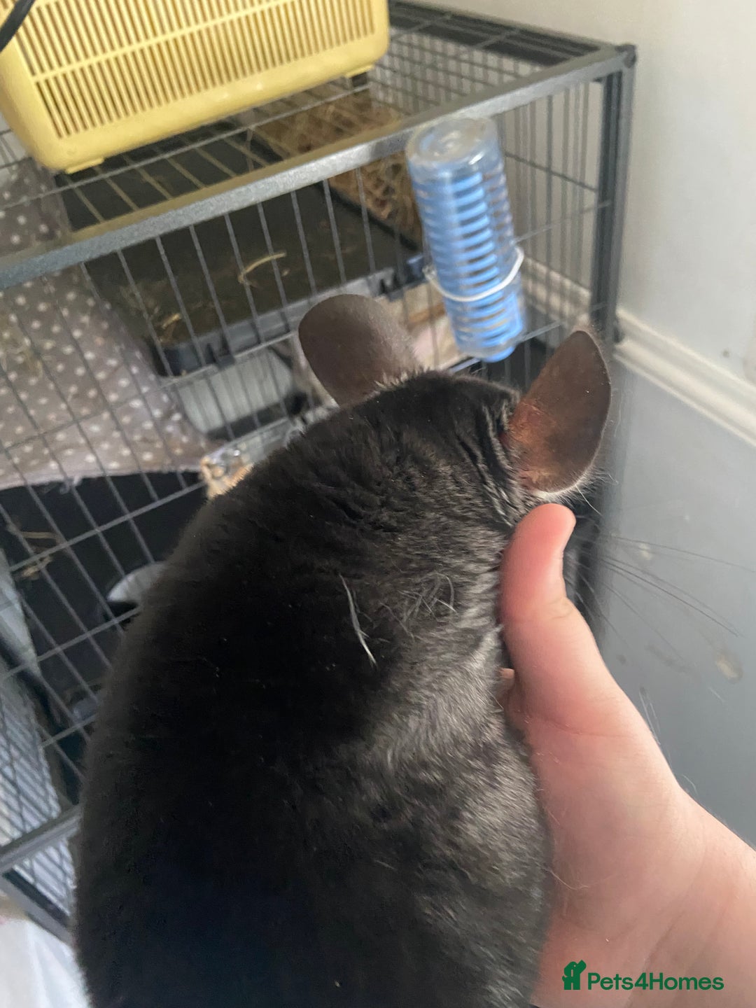 Chinchilla rodents for sale: Chinchillas for sale  - Image 4