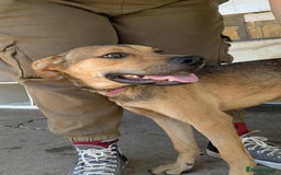 Mixed Breed dogs for adoption: Gandhi is looking for the best home for adoption - Image 4